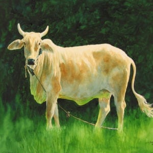 Watercolor painting of a bull by Chris Soentpiet