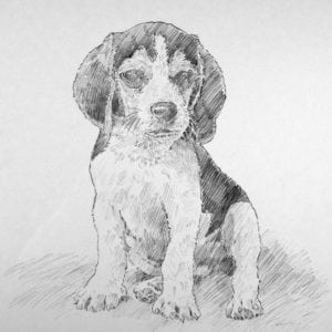 illustration of a beagle puppy