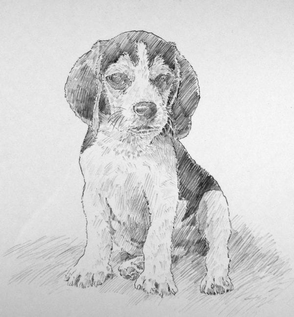 illustration of a beagle puppy